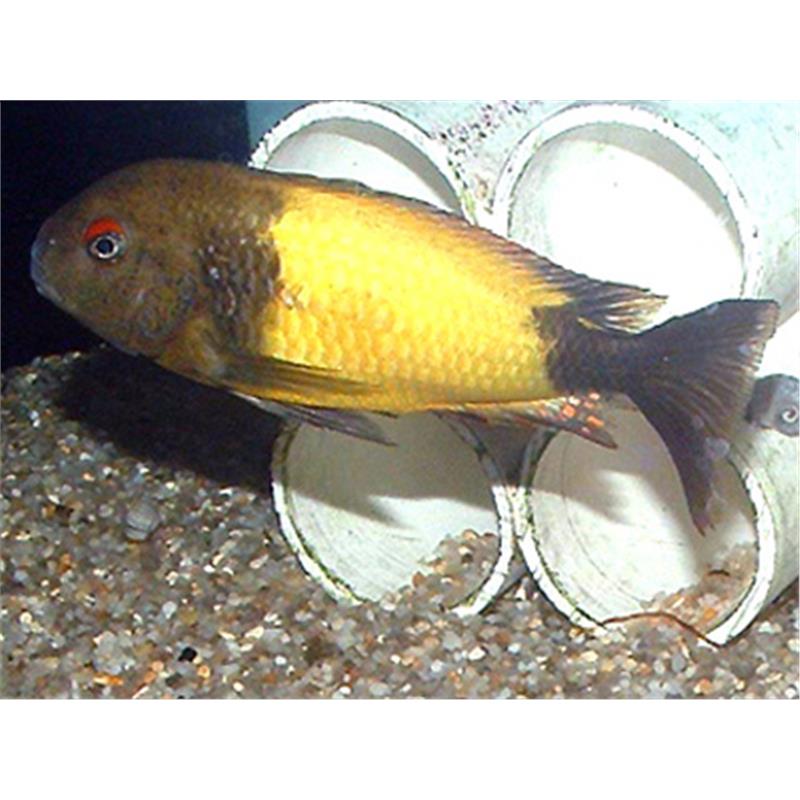 Tropheus moorii ikola - imagine 4